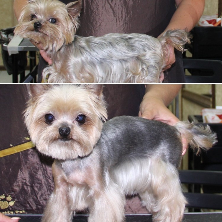 Метис ши тцу и Йорка