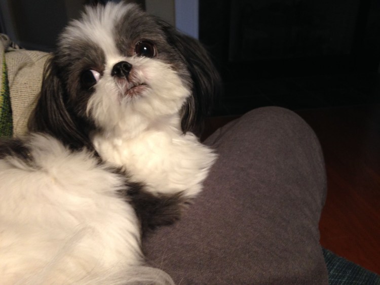 Ши тцу и Пекинес