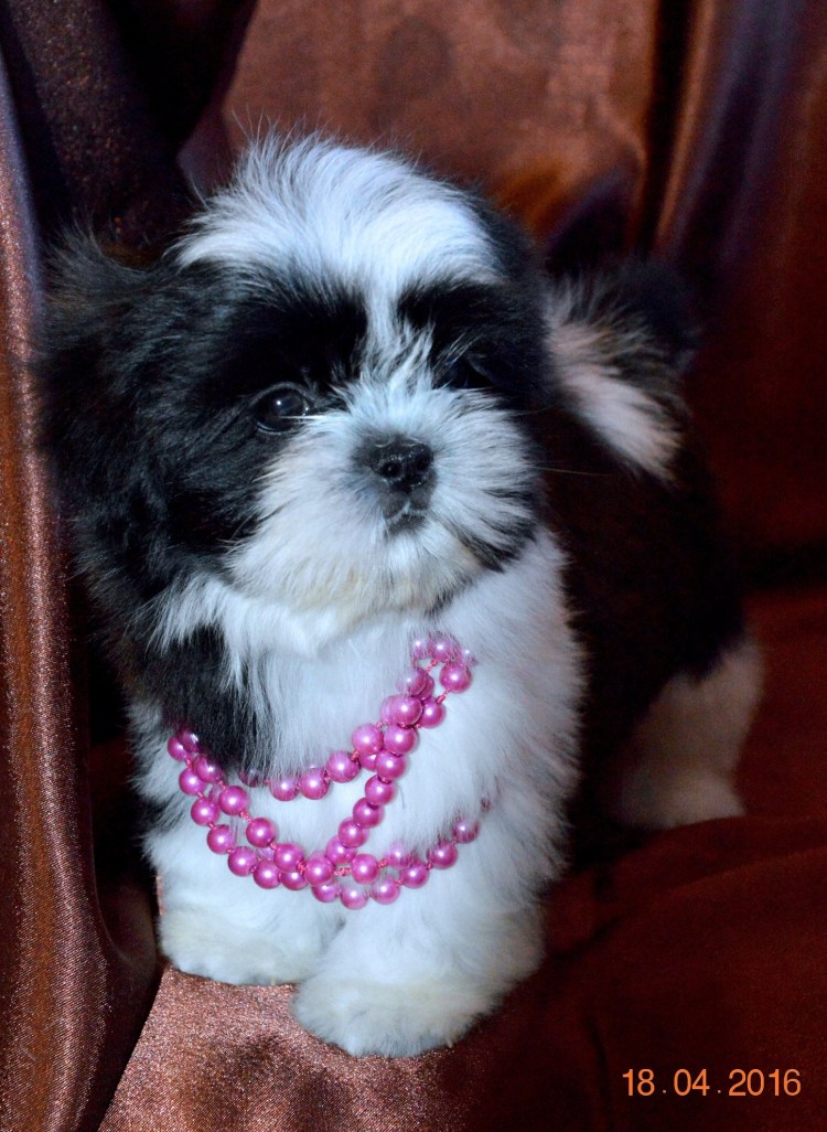 Мальтезе и ши тцу