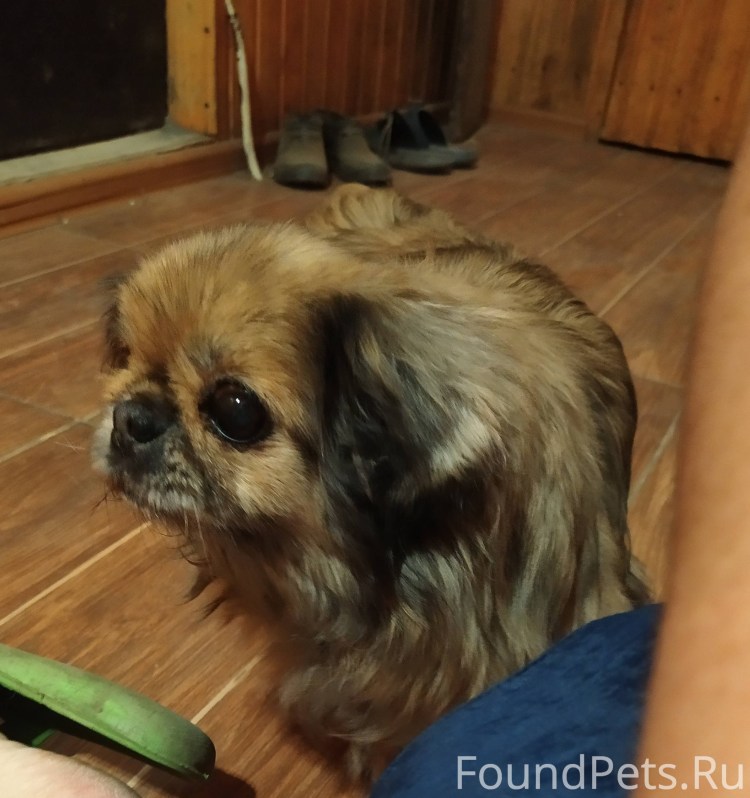 Ши тцу и Пекинес