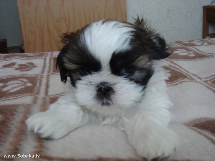 Французский бульдог шитцу Митис