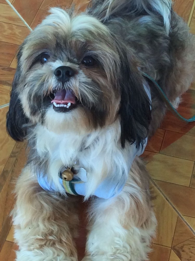 Помесь ши тцу и Йорка