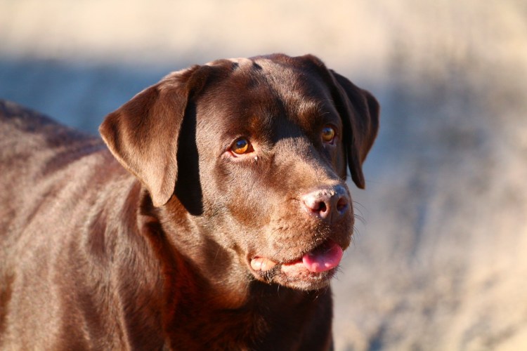 Шоколадный лабрадор