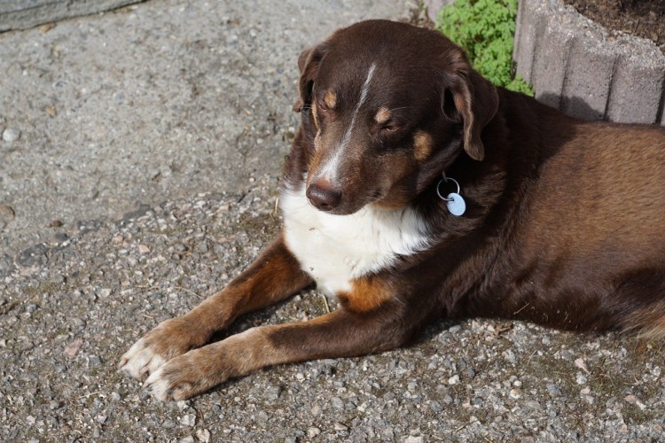 Лабрадор ретривер прямошерстный