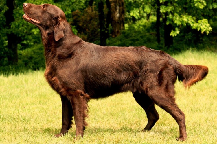 Австралийская овчарка аусси коричневая
