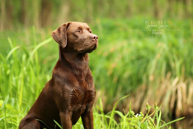 Шоколадный лабрадор
