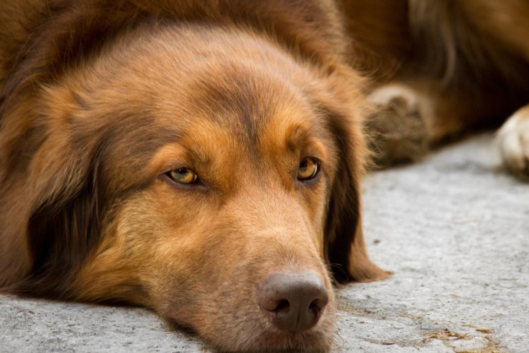 Ньюфаундленд коричневый