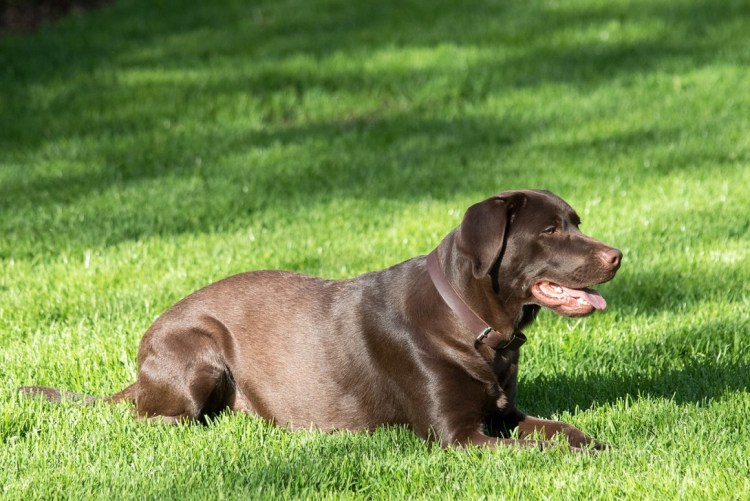 Шоколадный лабрадор