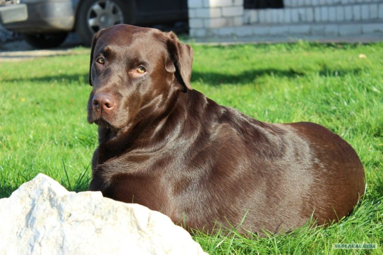 Чесапик ретривер черный