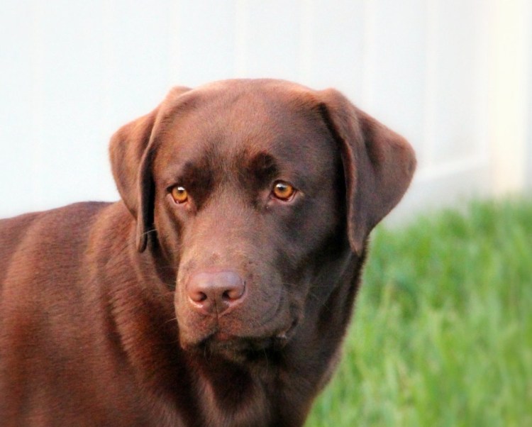 Лабрадор ретривер коричневый