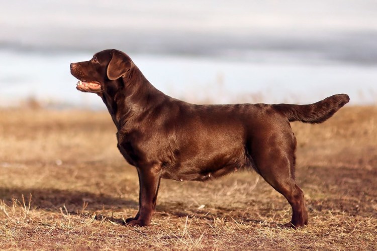 Лабрадор ретривер шоколадный