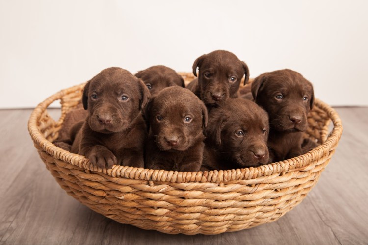 Лабрадор ретривер шоколадный длинношерстный