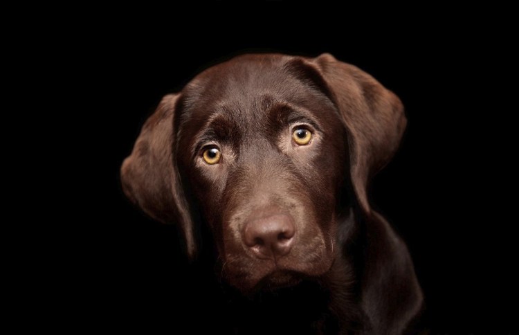 Лабрадор ретривер шоколадный