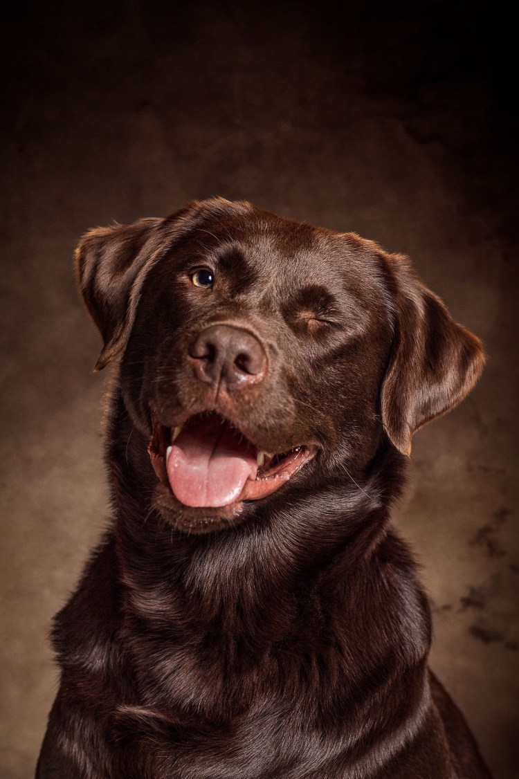 Коричневая собака