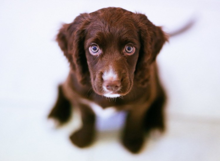 Собака лабрадор коричневый