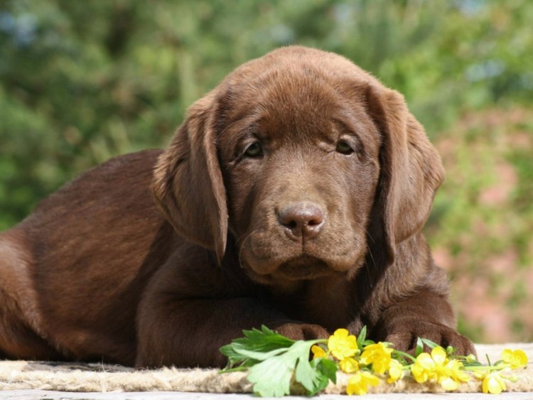 Шоколадный лабрадор с голубыми глазами