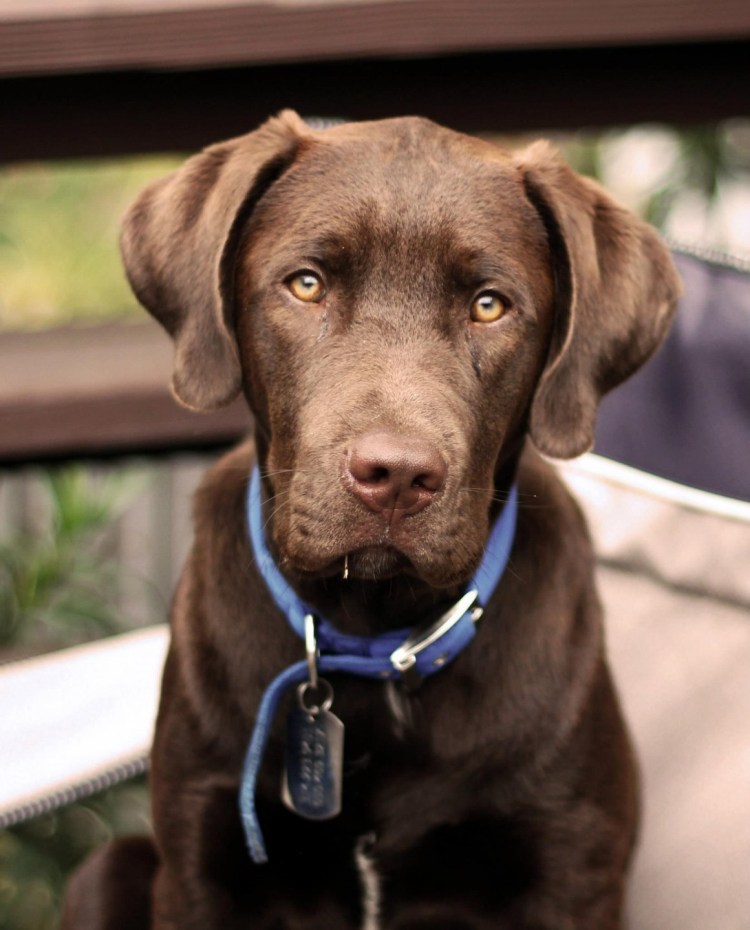 Лабрадор ретривер коричневый
