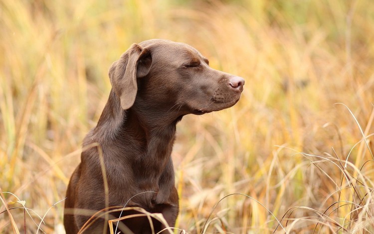 Шоколадный лабрадор щенок