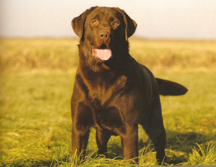 Лабрадор ретривер коричневый