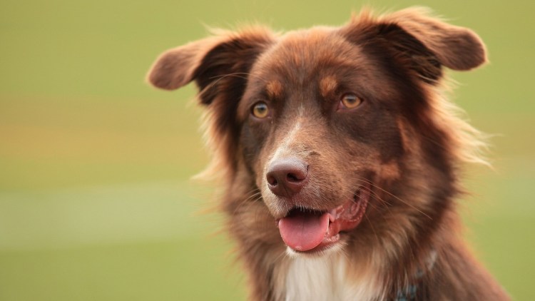 Большие коричневые собаки