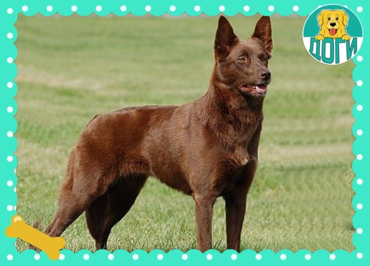 Лабрадор ретривер шоколадный