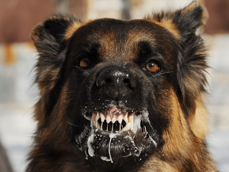 Злая собака