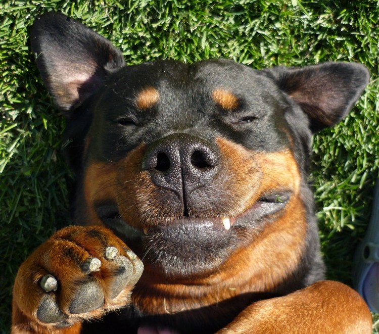 Американский питбуль убийца