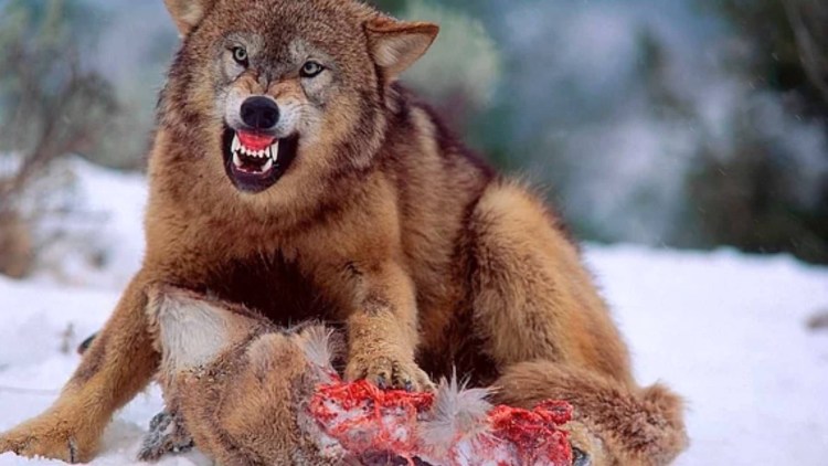 Американский бандог; амбульдог;