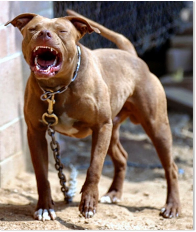 Волк оборотень