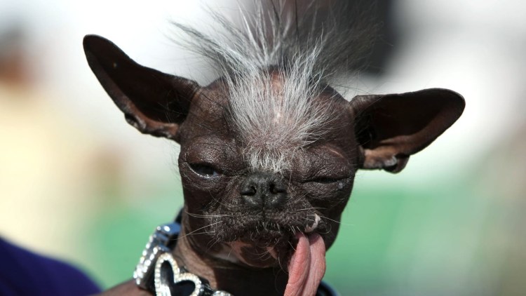 Стаффордширский терьер улыбака