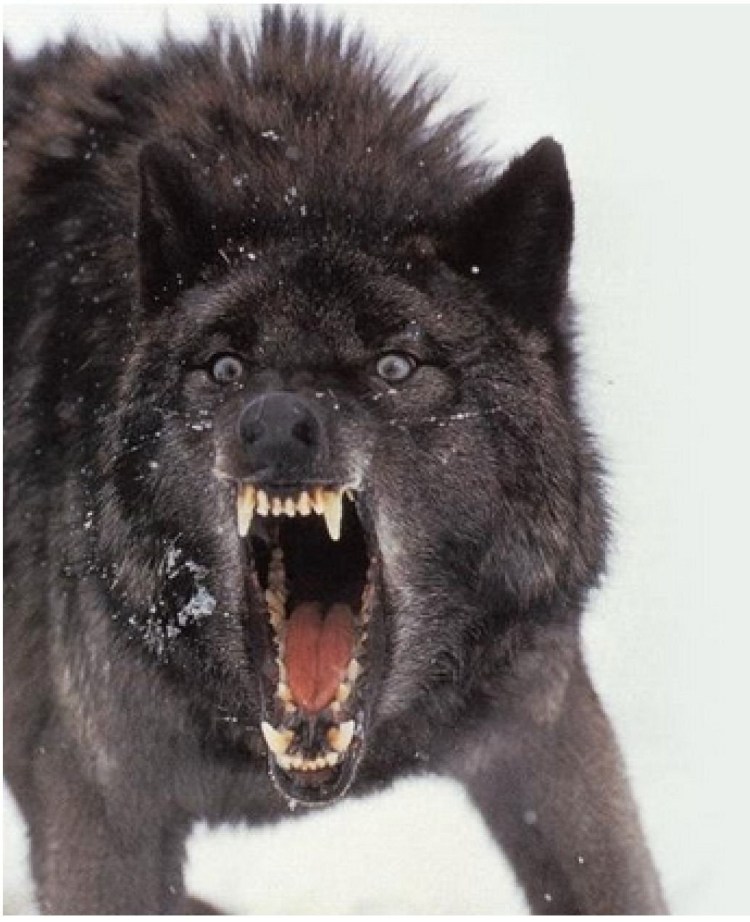 Собака рычит