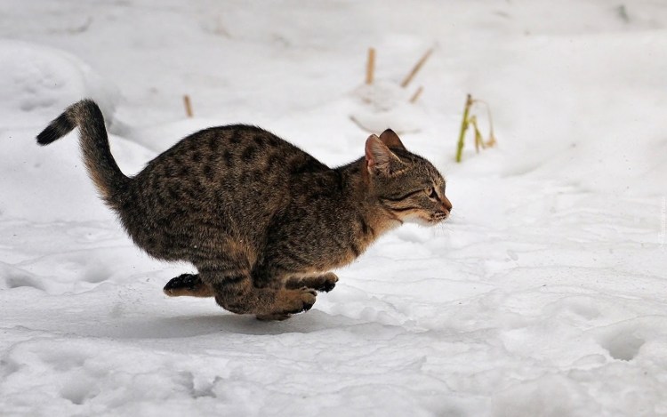 Кот бежит по снегу