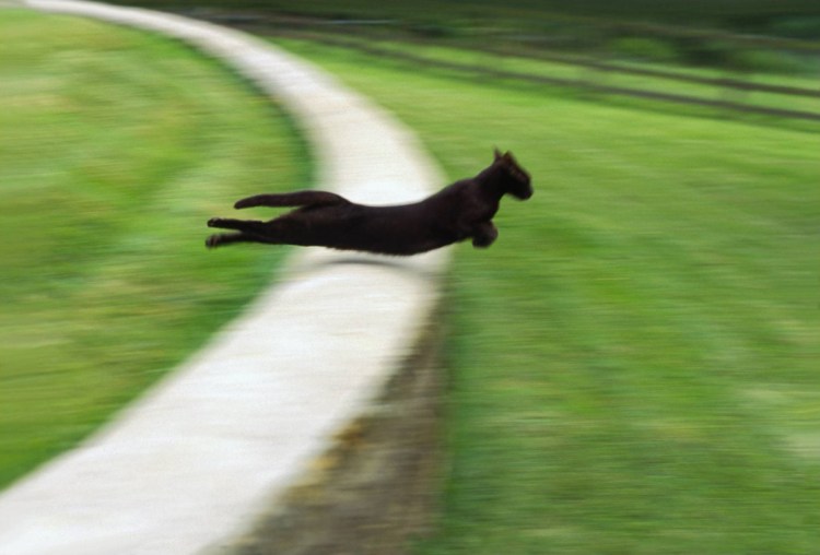 Кошка бежит