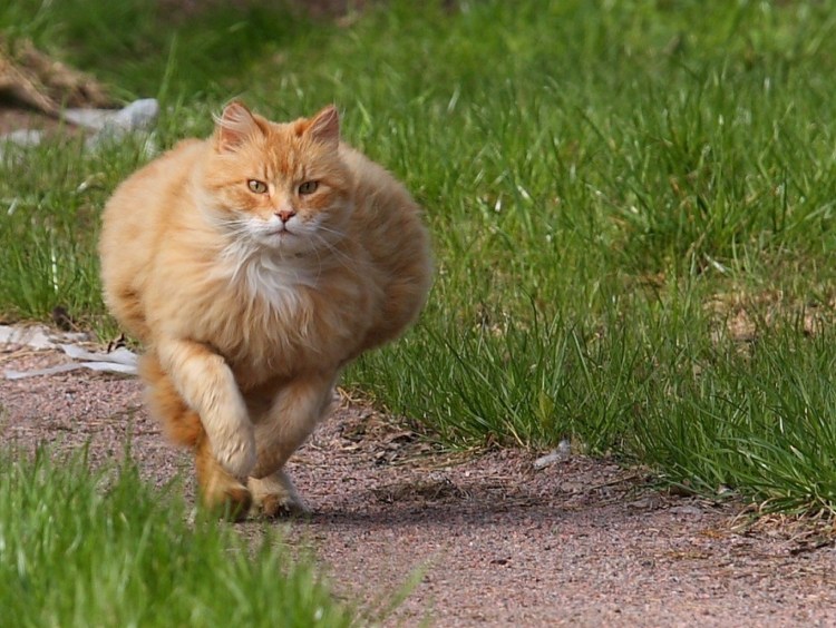 Толстые рыжие коты