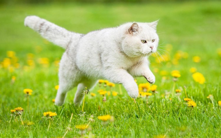 Кот на лужайке