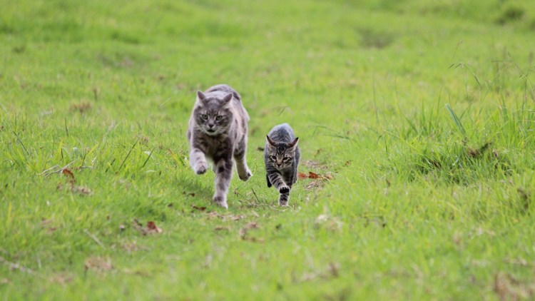 Котенок бежит