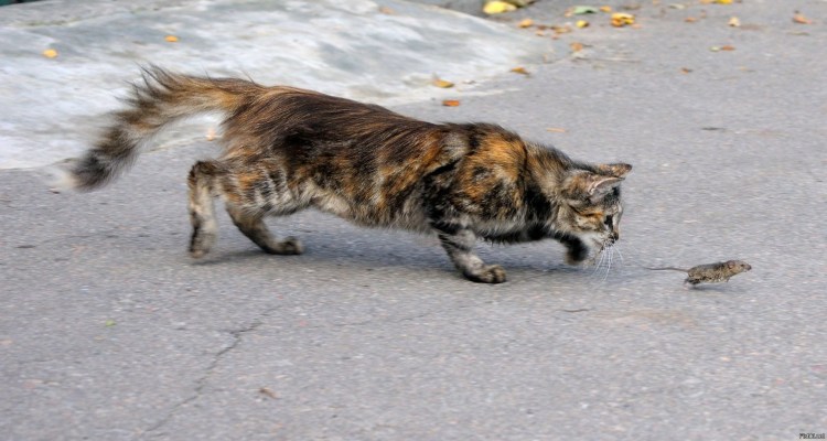 Кот крадется