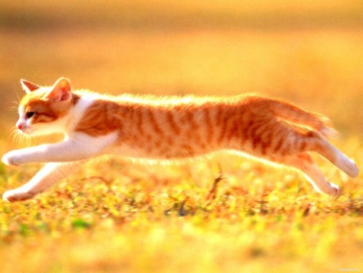 Кошка бежит