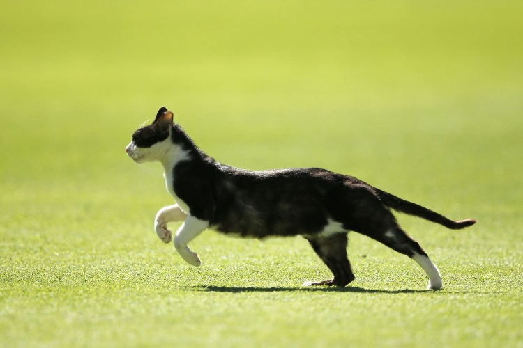 Кошка бегает