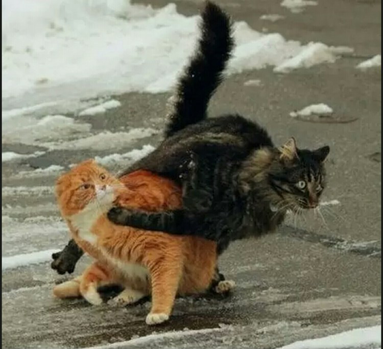 Мартовские коты дерутся