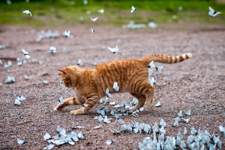 Рыжий кот охотится