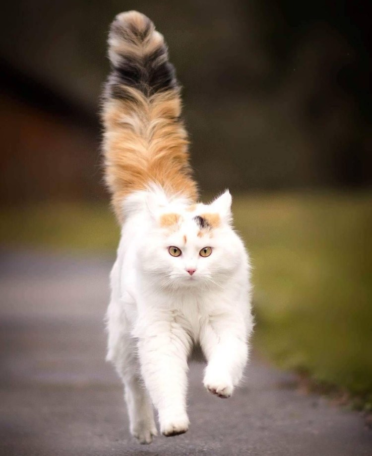 Кошка бегает