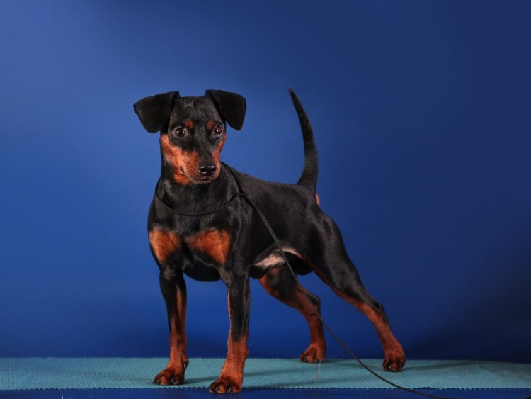 Карликовый пинчер в профиль