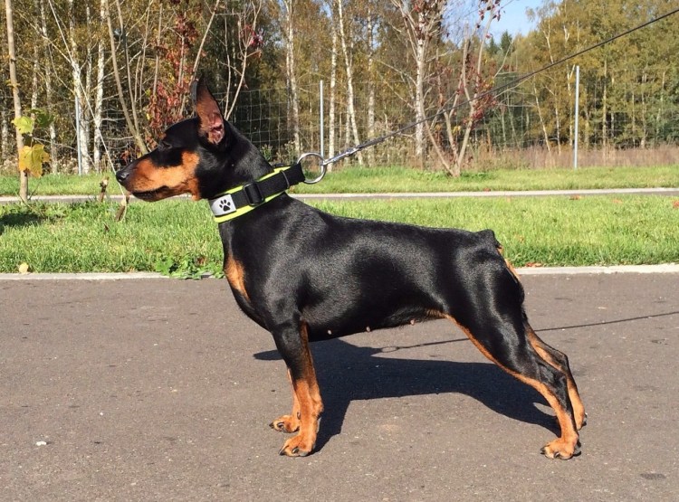 Цвергпинчер Фаворит Елены