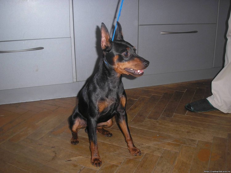 Цвергпинчер стандарт FCI