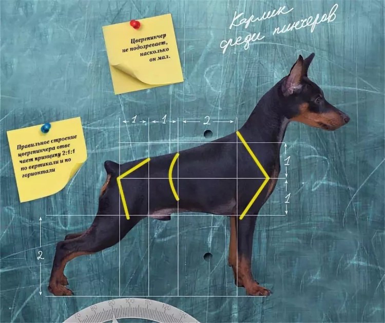 Доберман стоя сбоку