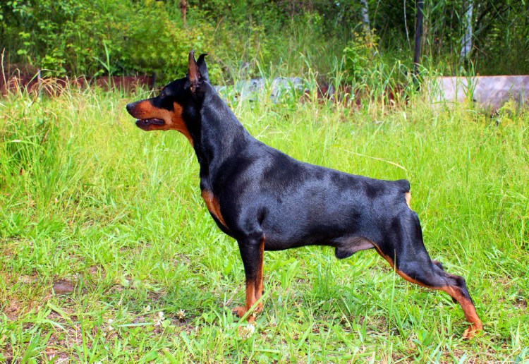 Собака Доберман-пинчер