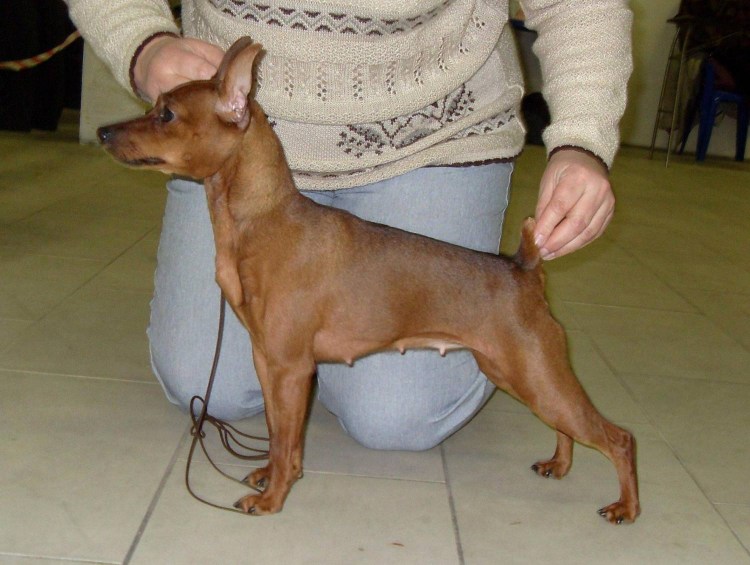 Доберман с хвостом