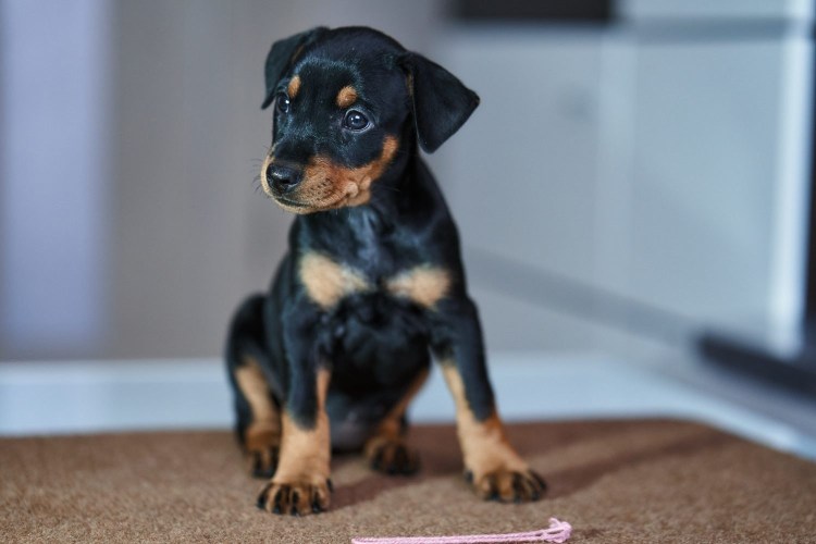 Цвергпинчер с рогами