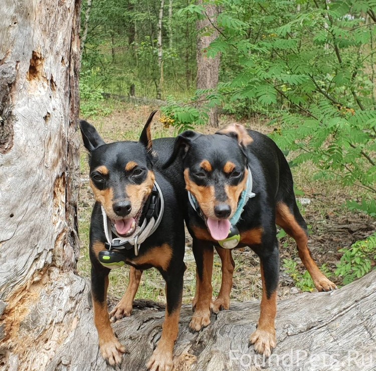 Доберман пинчер на белом фоне